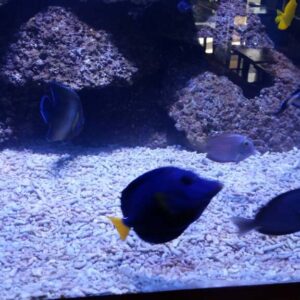 Sushi Restaurant on Pearl Island