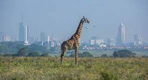 city kenya